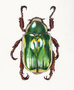 Colored pencil drawing of a beetle