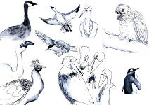 Ink sketches of birds