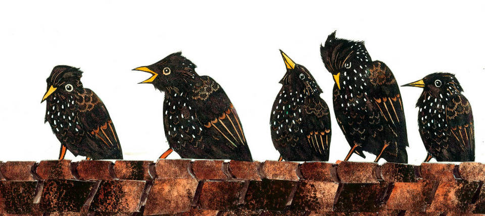 vinyl print of five starlings