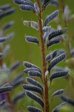 Photo of Lupine pods