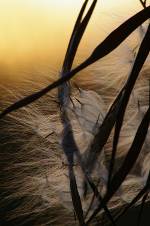 Photo of milkweed seeds against a sunlit background