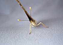 Photo of a close up of a butterfly