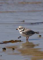 Photo of a piping plover