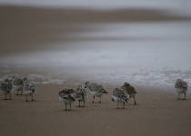 Photo of a group of sanderlings