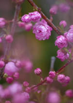 Photo of pink flowers