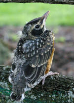 Photo of a young robin