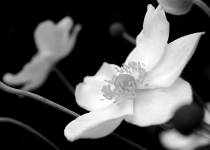 Black and white photo of anemones