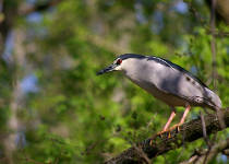 Photo of a night heron