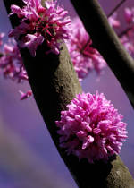 Photo of a detail on a redbud tree