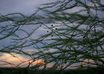 Photo of wind blown wild asparagus