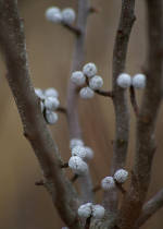 Close photo of wax myrtle