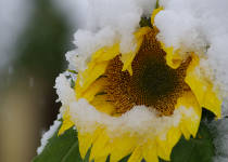 Photo of a blooming sunflower in the snow