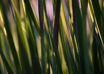 Photo of Iris leaves