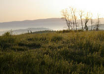 Photo of Blue Ridge mountains in the morning mist