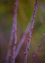 Photo of pinkish stems against a green background