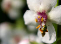 Photo of a green bug on a flower