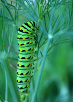 Photo of a green caterpillar on dill